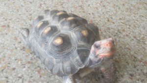 Earl, turtle extraordinaire